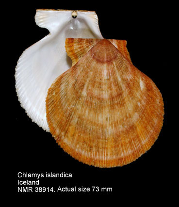 Chlamys islandica.jpg - Chlamys islandica(O.F.Müller,1776)